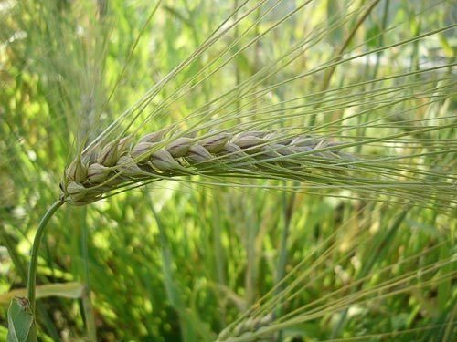 Hordeum AgroAtlas Crops Hordeum vulgare L Barley sixrowed
