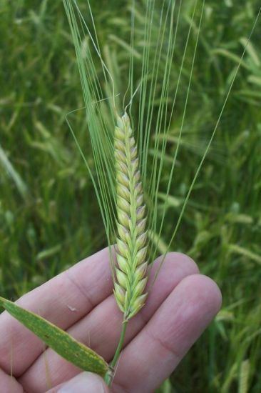 Hordeum Hordeum vulgare L common barley