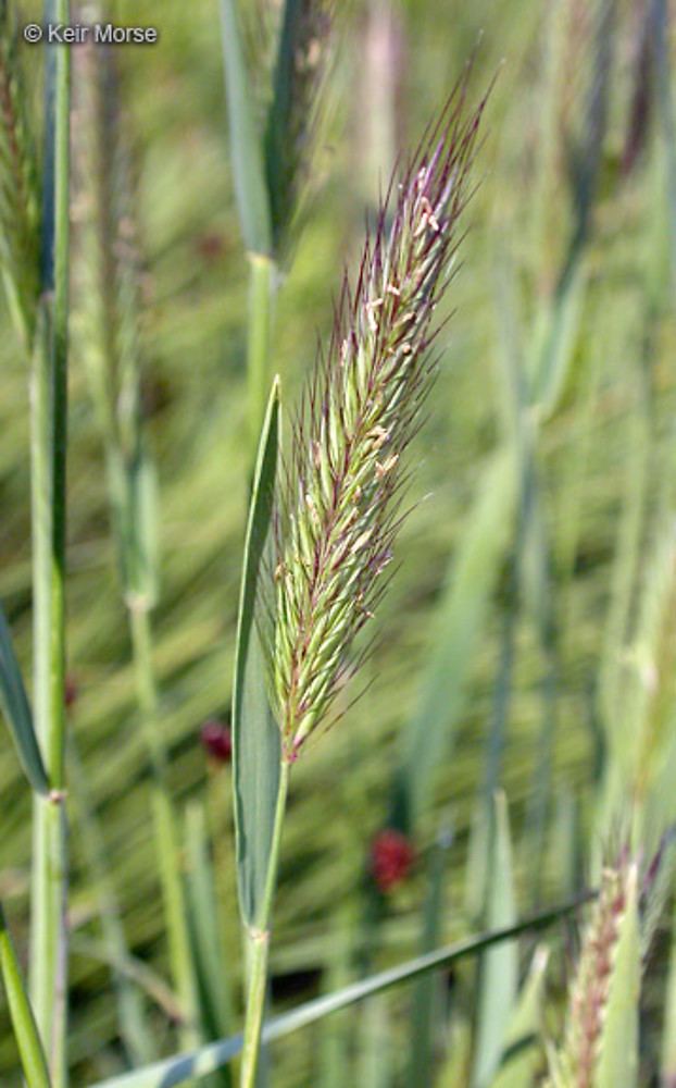 Hordeum brachyantherum Hordeum brachyantherum meadow barley Go Botany