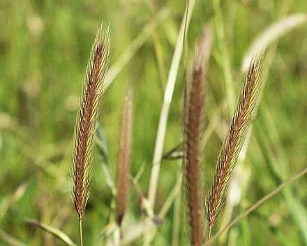 Hordeum brachyantherum Hordeum brachyantherum Gallery Bay Natives Bring Nature Into Your