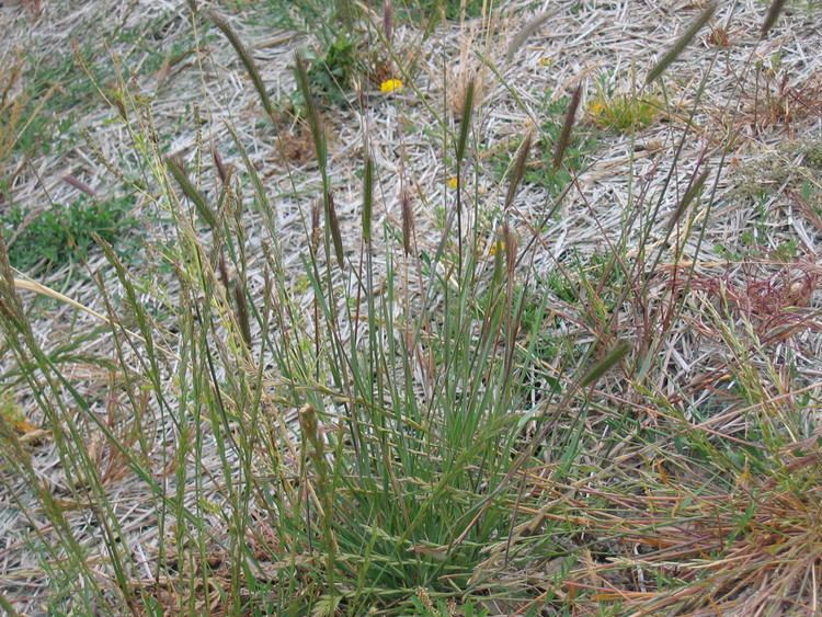 Hordeum brachyantherum Hordeum brachyantherum The Watershed Nursery