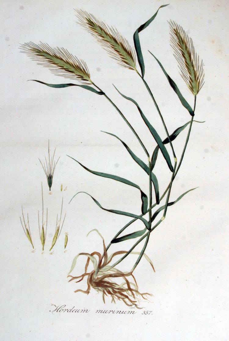 Hordeum murinum FileHordeum murinum Flora Batava Volume v5jpg Wikimedia Commons