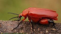 Horia (beetle) httpsuploadwikimediaorgwikipediacommonsthu