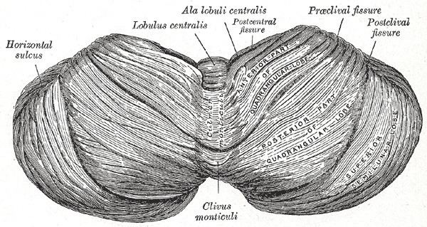 Horizontal fissure of cerebellum