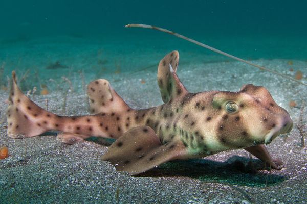 Horn shark Interesting Facts about Horn Sharks Sport Diver