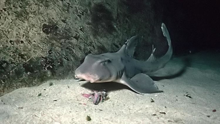 Horn shark Horn shark Kelp Forest Fishes Heterodontus francisci at the