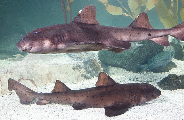Horn shark National Aquarium Horn Shark