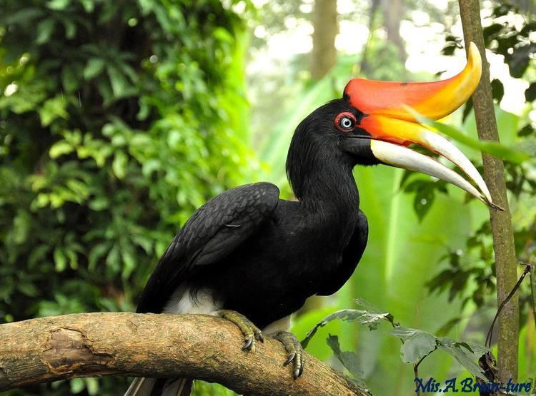 Hornbill 1000 images about Hornbill on Pinterest Philippines Kalaw and Birds