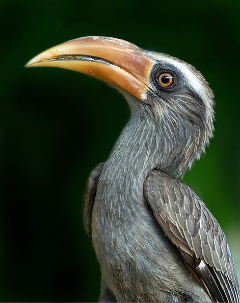 Hornbill httpsuploadwikimediaorgwikipediacommonsaa