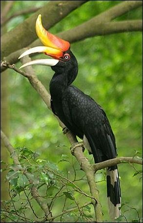 Hornbill HORNBILLS THEIR NESTBUILDING BEHAVIOR AND SPECIES IN ASIA Facts