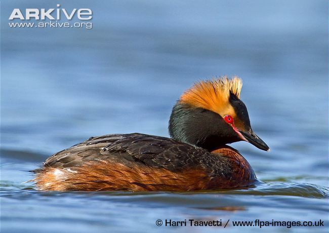 Horned grebe Horned grebe videos photos and facts Podiceps auritus ARKive