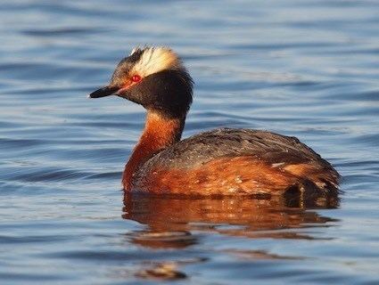Horned grebe Horned Grebe Identification All About Birds Cornell Lab of