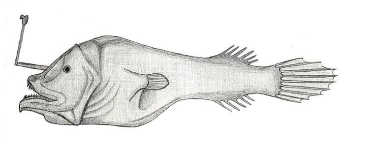 Horned lantern fish httpsuploadwikimediaorgwikipediacommons11