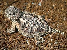Horned lizard httpsuploadwikimediaorgwikipediacommonsthu
