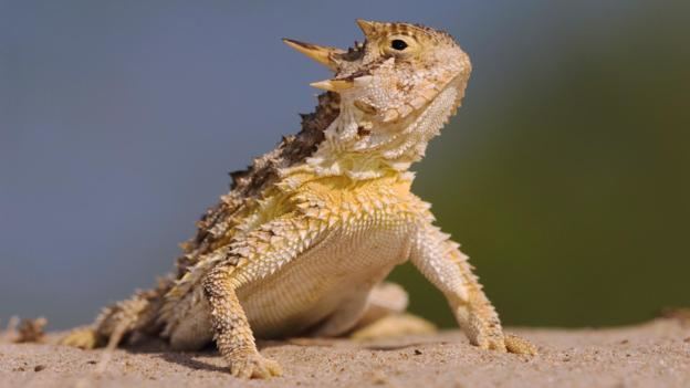 Horned lizard BBC Earth If it has to a horned lizard can shoot blood from its