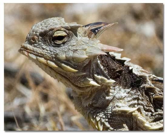 Horned lizard Horned Lizards Horny Toads Genus Phrynosoma DesertUSA