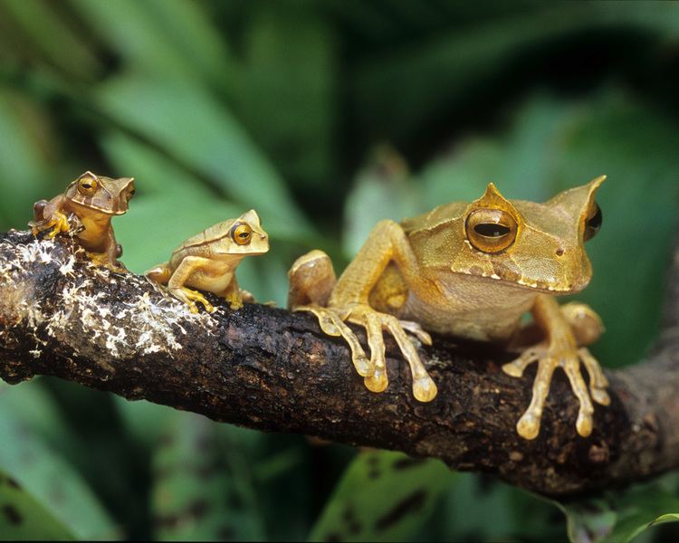 Horned marsupial frog 5 Interesting Facts About Horned Marsupial Frogs Hayden39s Animal Facts