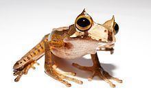 Horned marsupial frog httpsuploadwikimediaorgwikipediacommonsthu