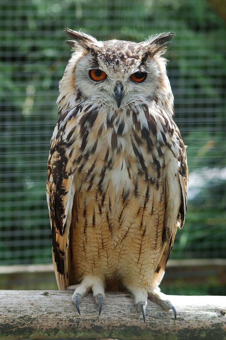 Horned owl