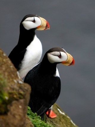 Horned puffin Horned Puffin Identification All About Birds Cornell Lab of