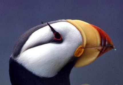 Horned puffin Aquarium of the Pacific Online Learning Center Horned Puffin