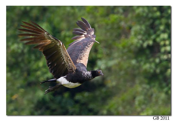 Horned screamer SCREAMER