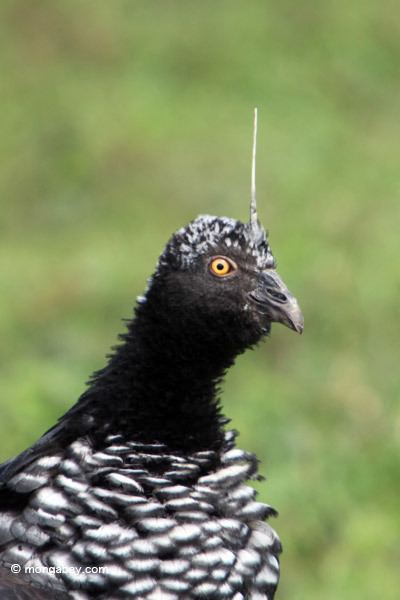 Horned screamer Horned screamer