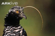 Horned screamer Horned screamer videos photos and facts Anhima cornuta ARKive