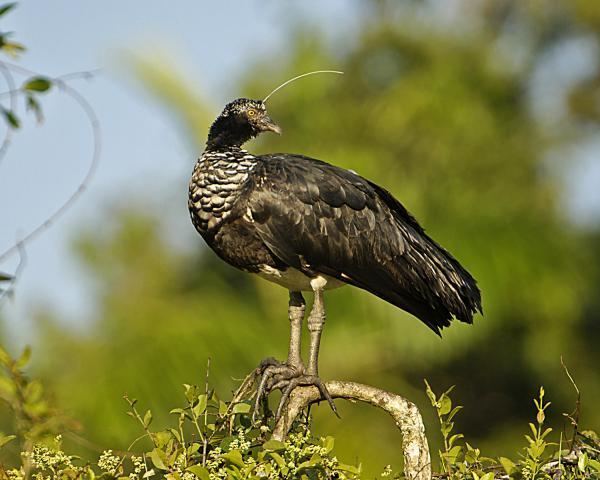 Horned screamer Horned Screamer Anhima cornuta