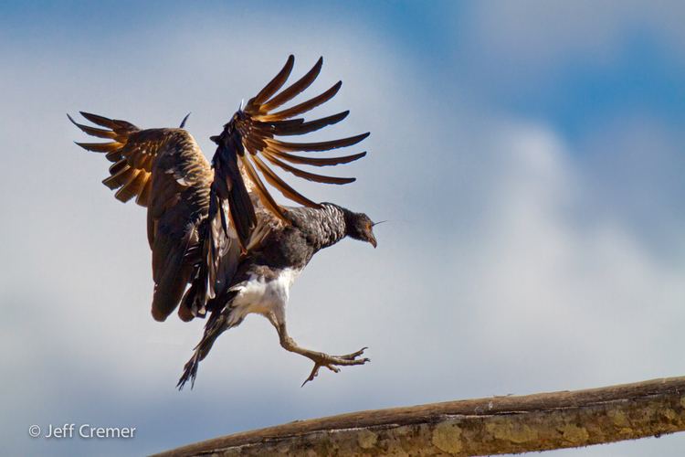 Horned screamer Horned Screamer Rainforest Science Unicorn Dinosaur