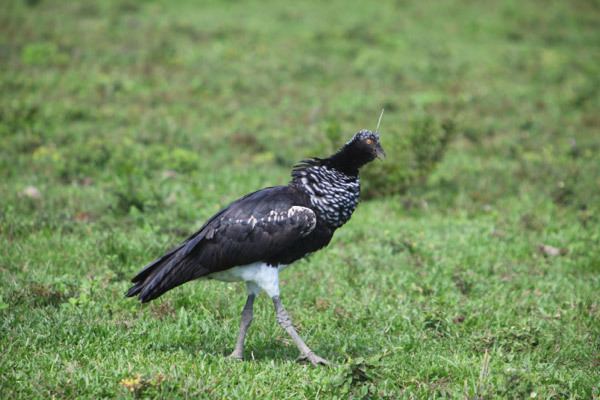 Horned screamer Horned