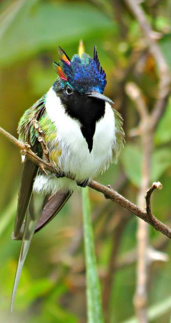 Horned sungem The Horned Sungem Heliactin bilophus is a South American