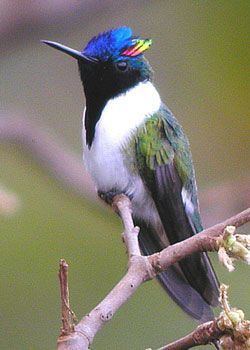 Horned sungem The Horned Sungem Heliactin bilophus is a South American