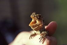 Horned wood lizard httpsuploadwikimediaorgwikipediacommonsthu