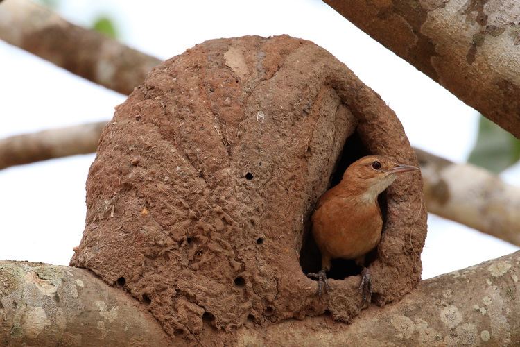 Hornero Rufous hornero Wikipedia