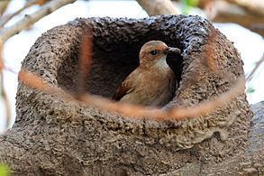 Hornero Rufous hornero Wikipedia