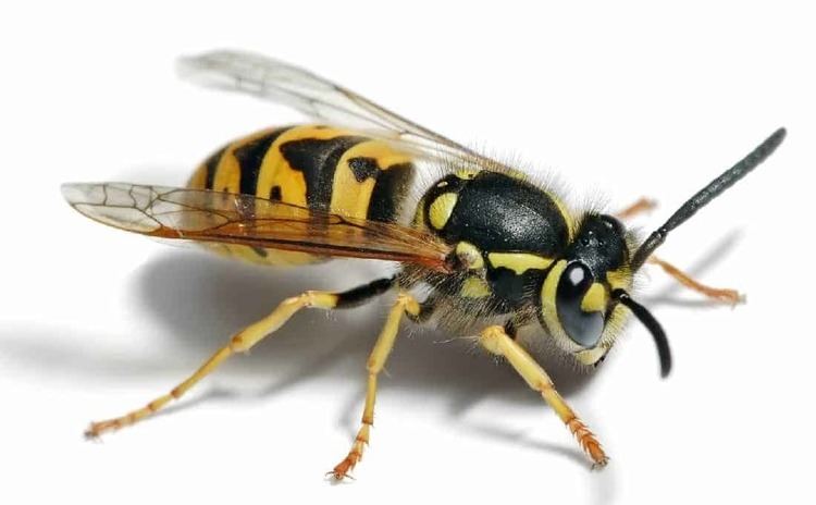Image result for hornets insects
