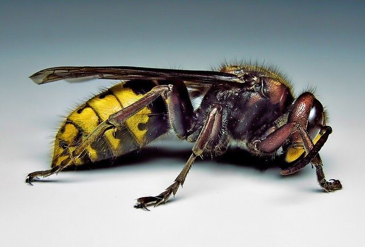 Hornet European hornet Wikipedia