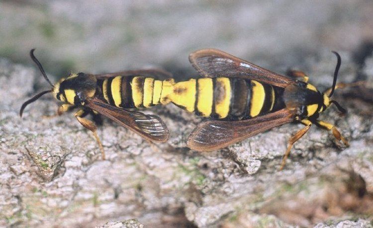 Hornet moth Hornet Moth Sesia apiformis UKMoths