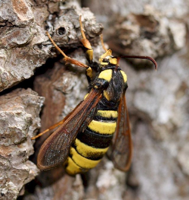 Hornet moth wwwvespacrabrodeweiterebienenglasflueglerjpg