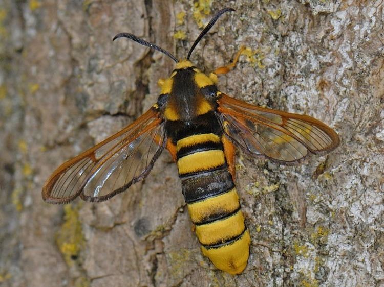 Hornet moth Hornet Moth Sesia apiformis UKMoths