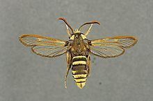 Hornet moth Hornet moth Wikipedia