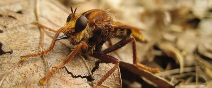 Hornet robberfly The Wildlife Trusts