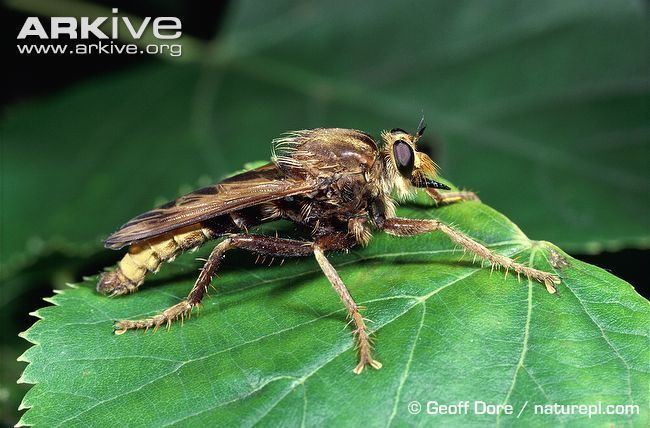 Hornet robberfly Hornet robberfly videos photos and facts Asilus crabroniformis