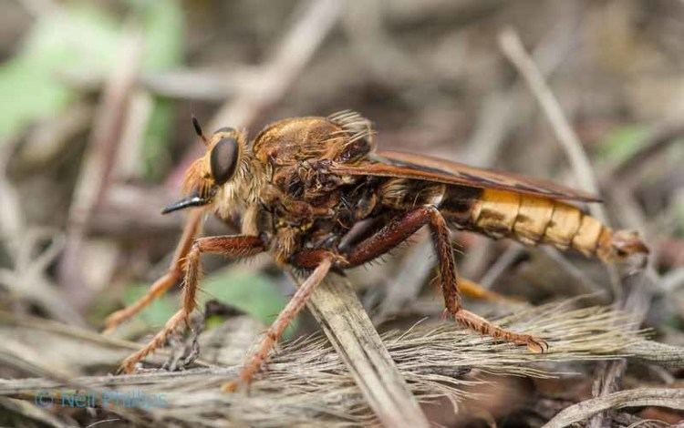 Hornet robberfly Insect week Day 2 Hornet Robberfly UK Wildlife