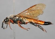 Horntail Siricidae