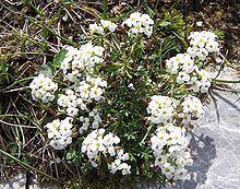 Hornungia alpina httpsuploadwikimediaorgwikipediacommonsthu