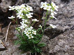 Hornungia alpina euka alpsk Wikipedie