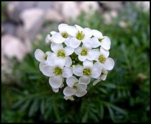 Hornungia alpina Hornungia Hutchinsia alpina 39Icecube39 Favorite Plant