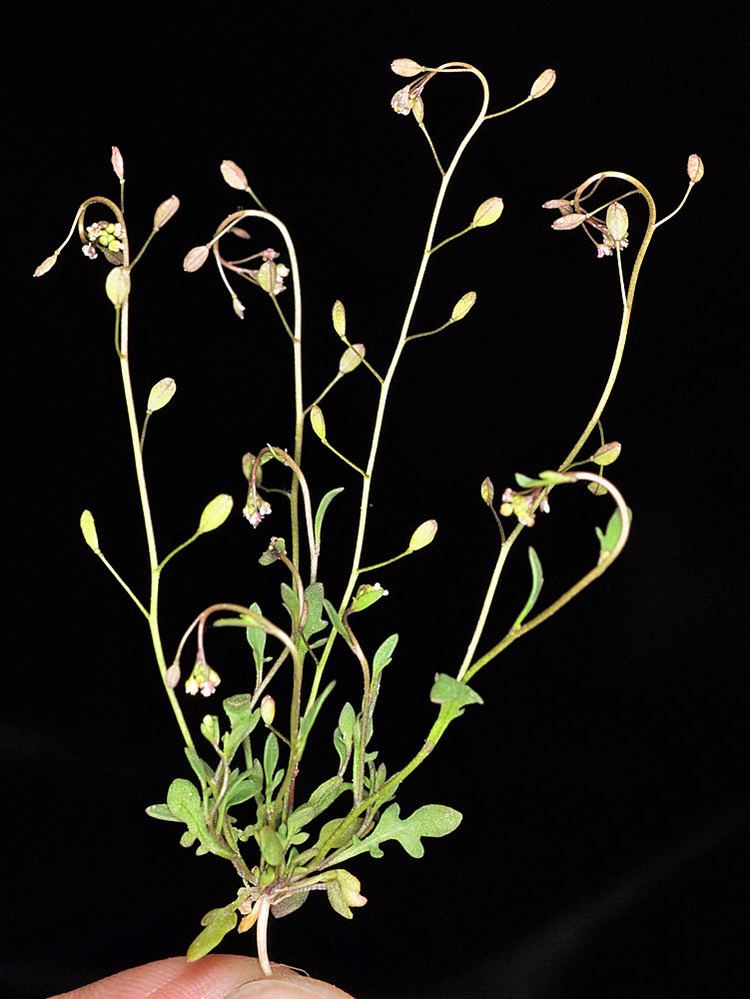 Hornungia procumbens webewueduewfloraBrassicaceaehorpro1pjpg